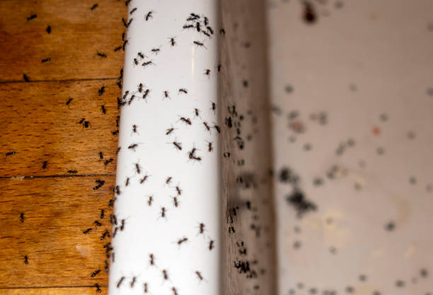 Flea Control Services in Miramar, FL